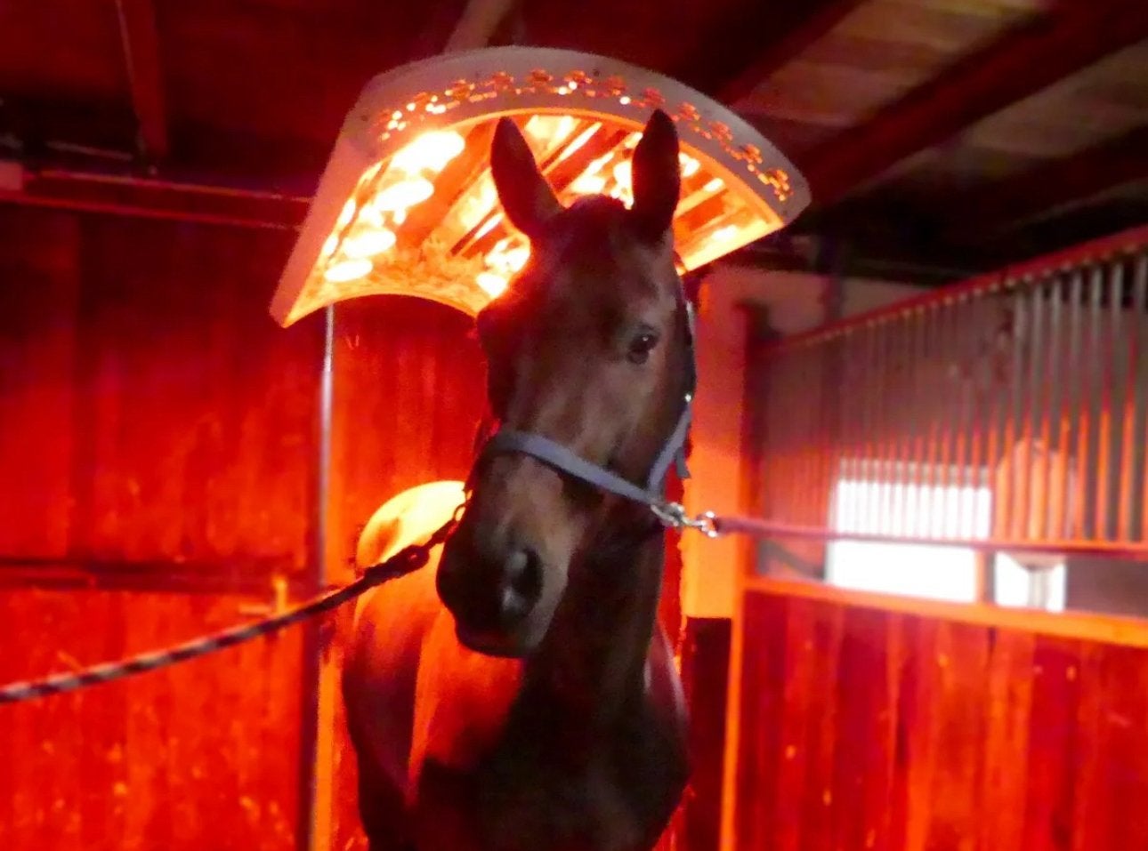 Solarium, Paardensolarium met lift & ventilatoren, 8 lampen, Dieren en Toebehoren, Ophalen of Verzenden