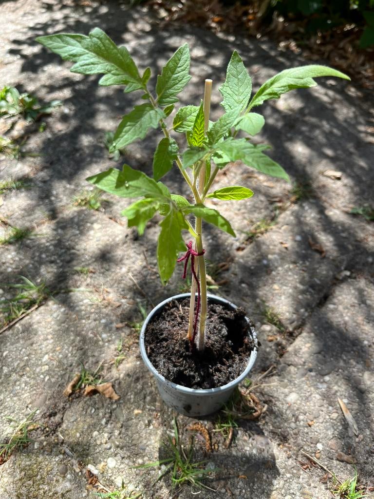 Snoep tomaten plantjes, geeft rode tomaatjes, Tuin en Terras, Ophalen, Eenjarig, Groenteplanten, Volle zon