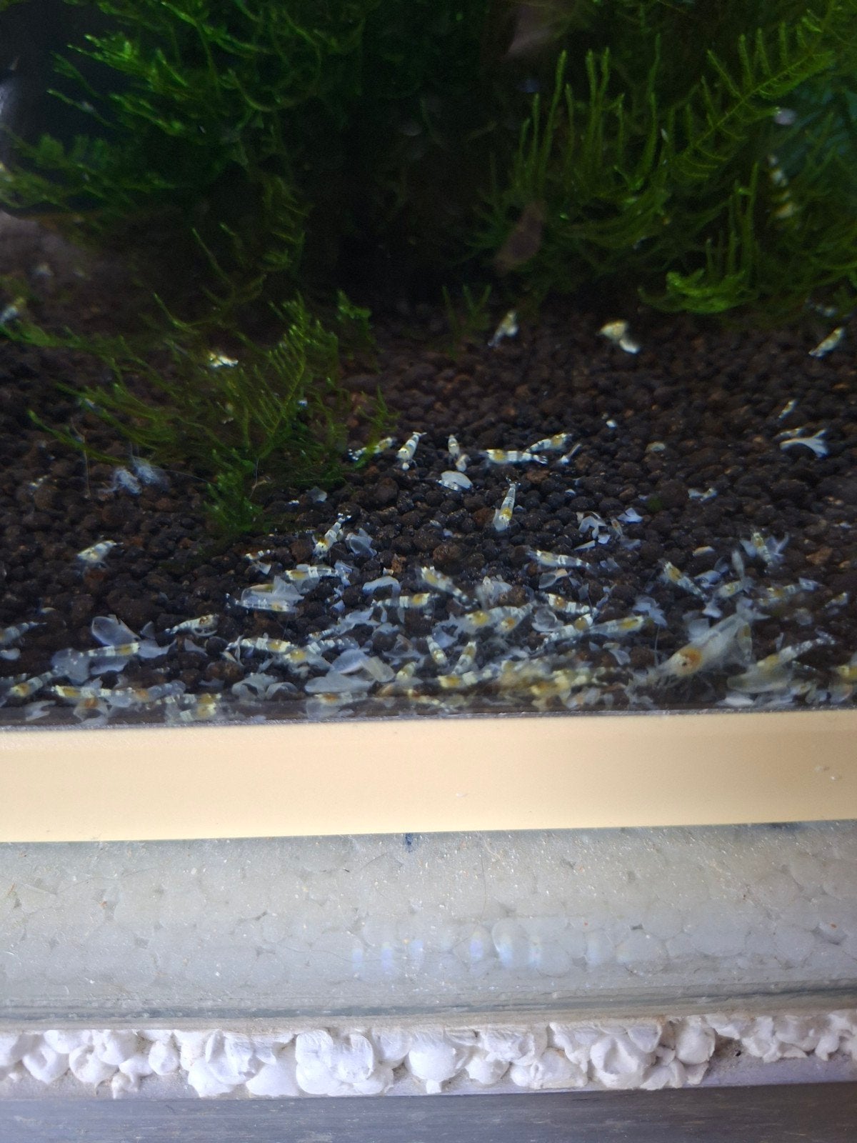 ghost bee. Caridina, Dieren en Toebehoren, Vissen | Aquariumvissen, Kreeft, Krab of Garnaal