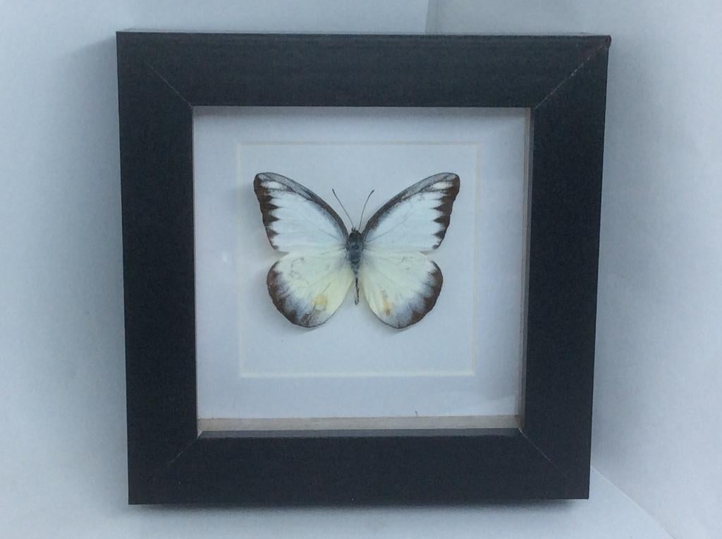 witte vlinder appias lyncida, Ophalen of Verzenden, Nieuw, Insect, Opgezet dier