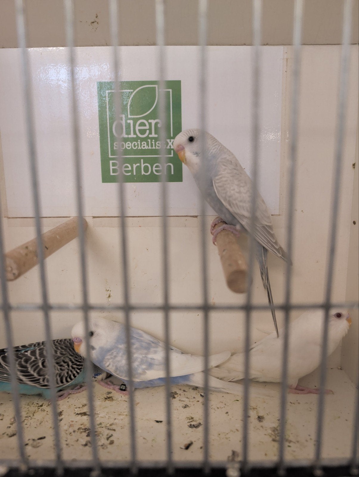 Jonge grasparkieten, Meerdere dieren, Tam