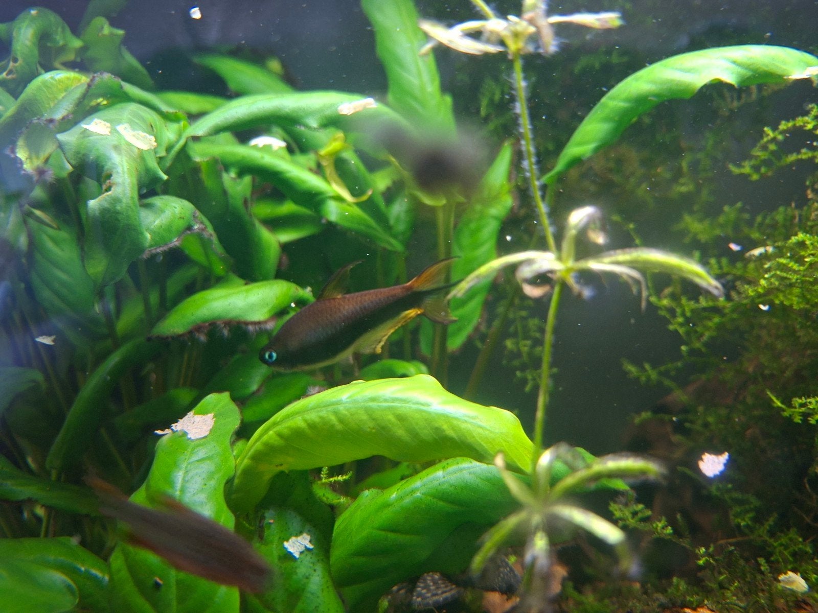 Twee keizertetra's, Dieren en Toebehoren, Vis, Zoetwatervis, Schoolvis