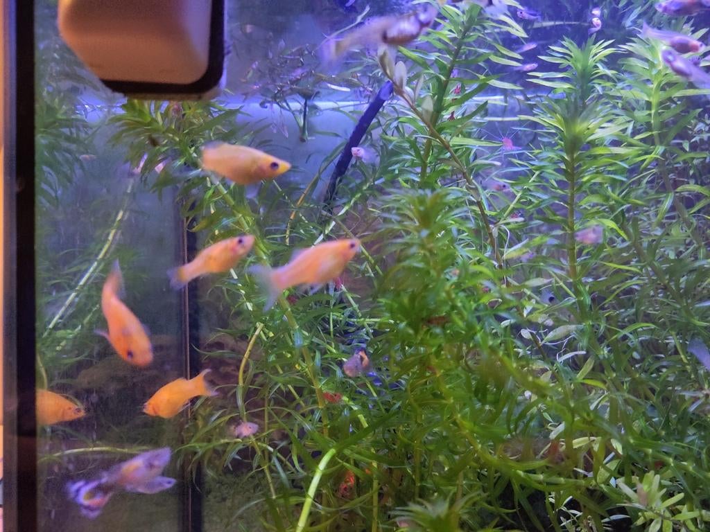 Mooie goud mollies, Dieren en Toebehoren, Vissen | Aquariumvissen, Vis