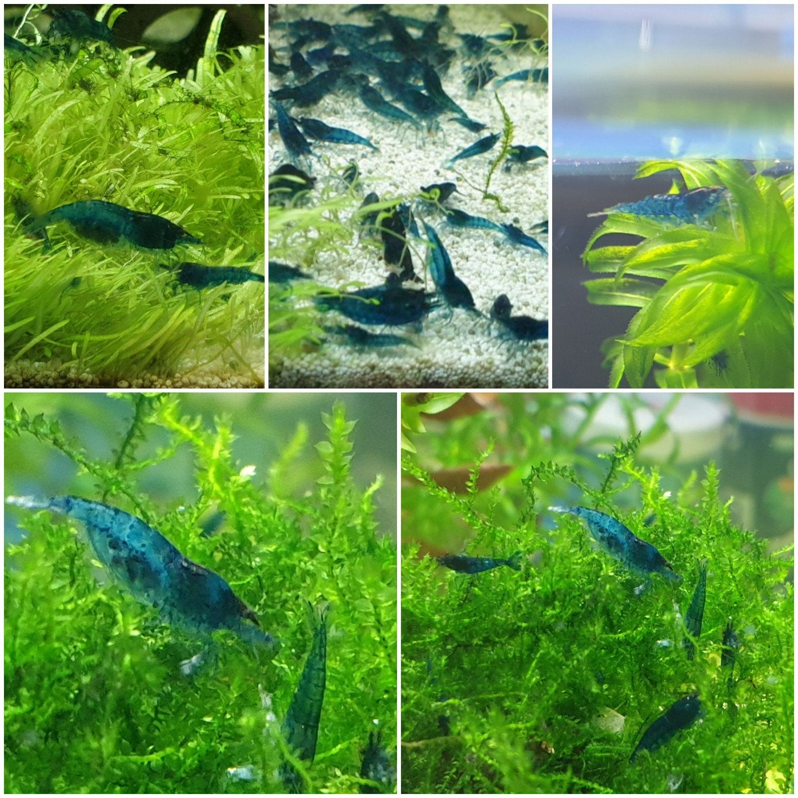 blauwe garnalen / blue shrimp, Dieren en Toebehoren, Vissen | Aquariumvissen, Kreeft, Krab of Garnaal
