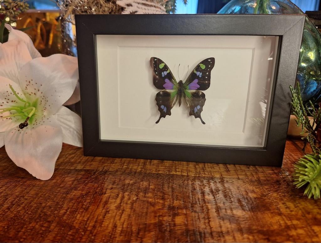 Graphium weiskei vlinder in lijst, Ophalen of Verzenden, Zo goed als nieuw, Hout