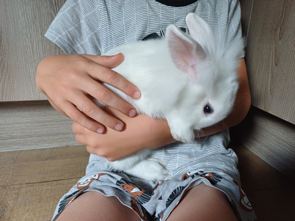 Hele lieve dwergkonijntjes, echte knuffel konijnen, Dieren en Toebehoren, Meerdere dieren, Dwerg, 0 tot 2 jaar