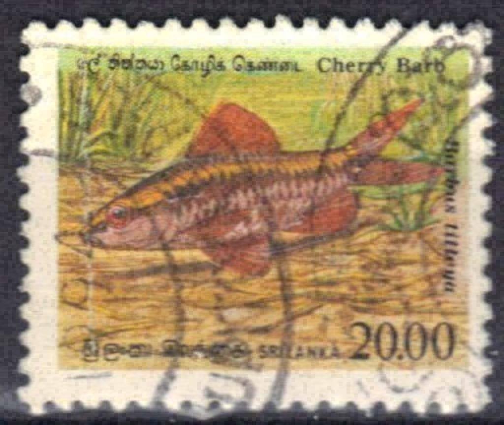 Sri Lanka 1990 - Yvert 938 - Inheemse vissen (ST), Verzenden, Gestempeld, Zuid-Azië