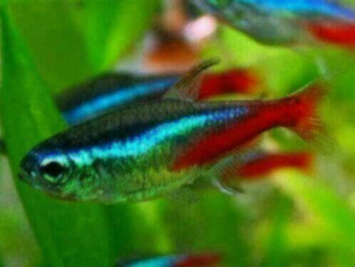 Jumbo Neon Tetra - Koidream Valburg, Vis, Zoetwatervis