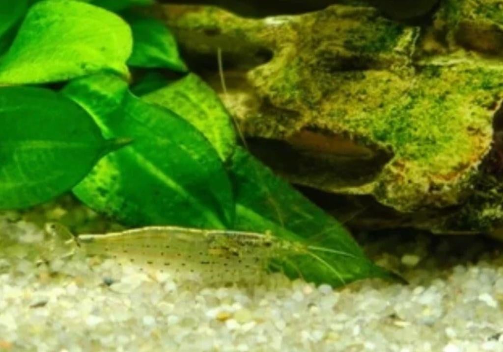 Lemon Yellow Amano garnalen 2-3 cm - Caridina shrimp, Kreeft, Krab of Garnaal, Zoetwatervis