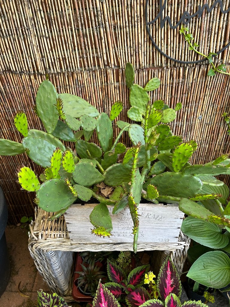 Opuntia Humifusa, Volle zon, Vaste plant, Zomer, Ophalen