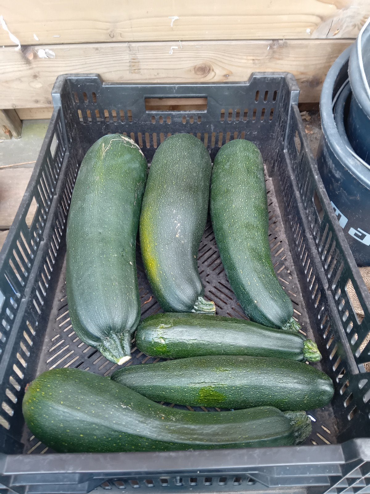 verse courgettes, Ophalen of Verzenden, Eenjarig, Overige soorten, Volle zon