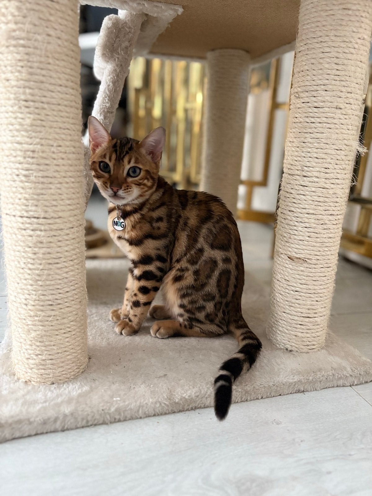 2 Bengalen katertjes + luxe totaalpakket, samen geplaatst, Dieren en Toebehoren, Kater