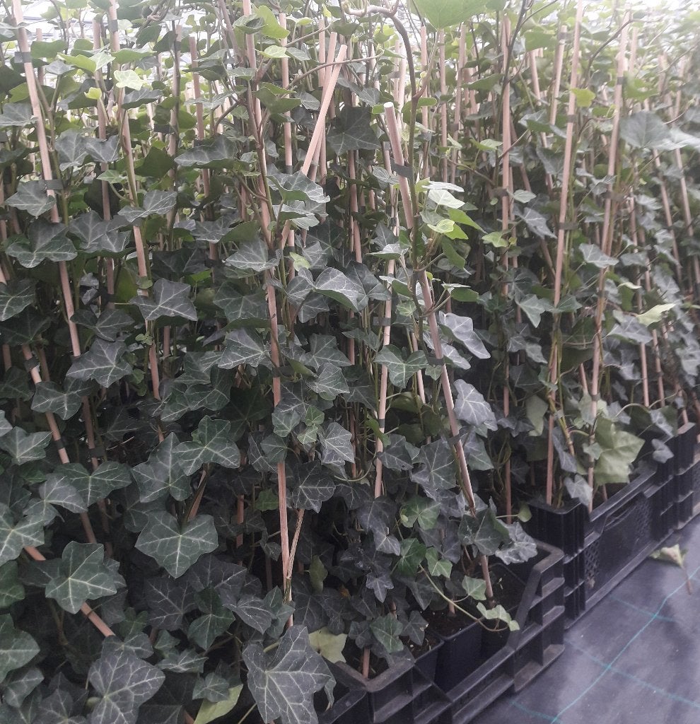 Te koop hedera Hibirnica maat 1m+ gestokt, Tuin en Terras, Ophalen, Overige soorten, 100 tot 250 cm