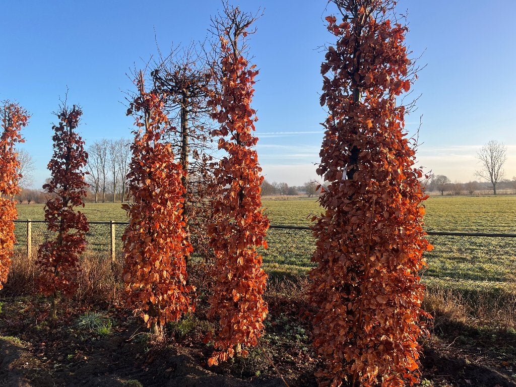 beukenbomen en plantgoed, Overige soorten, 100 tot 250 cm, Zomer, Ophalen
