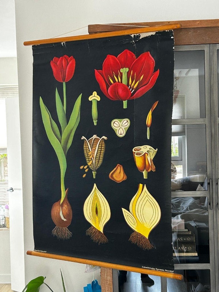 Tulp, Ophalen of Verzenden, Natuur en Biologie
