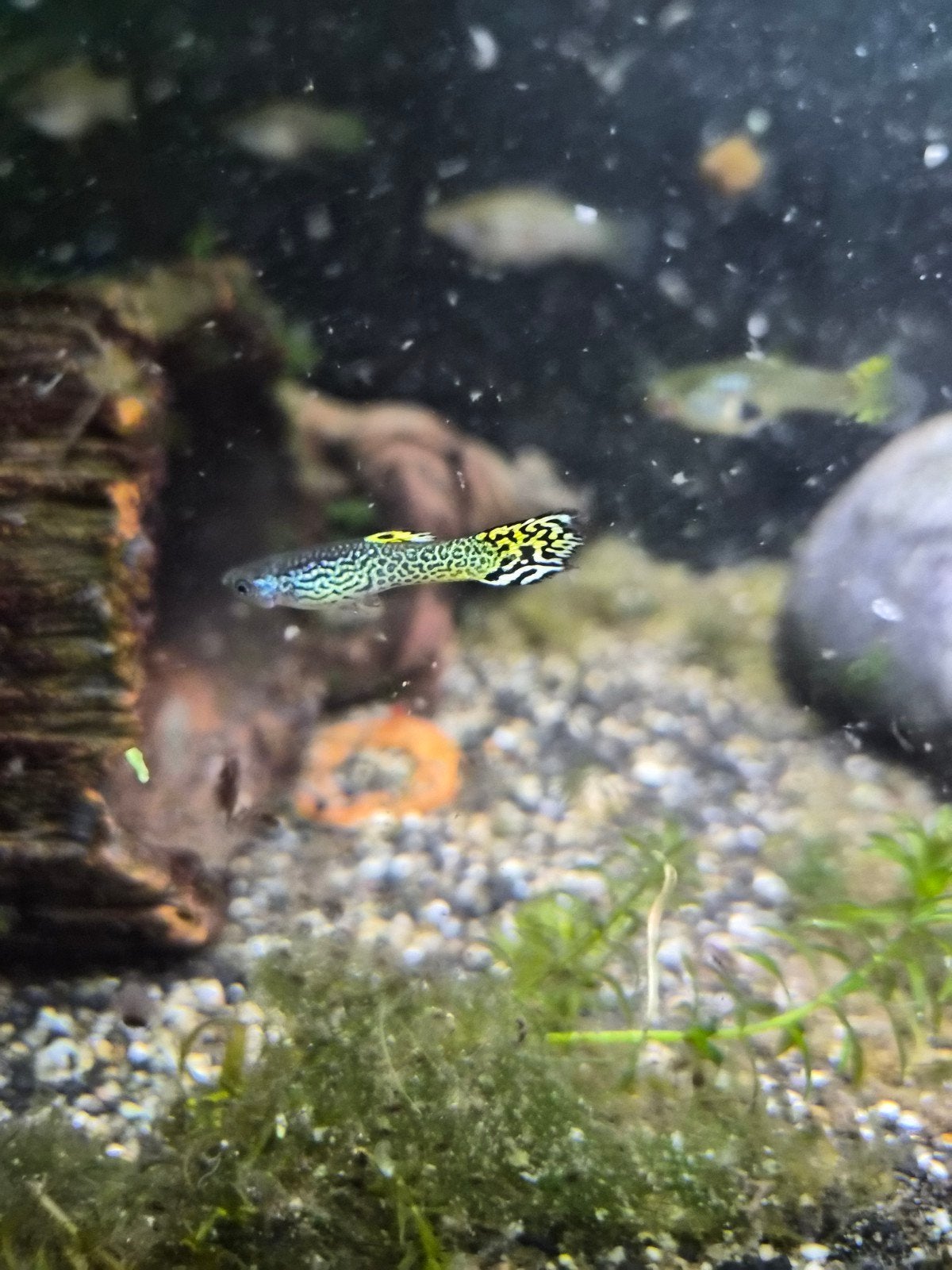 Endler dwergguppen kleurmix, Dieren en Toebehoren, Vissen | Aquariumvissen, Vis, Zoetwatervis