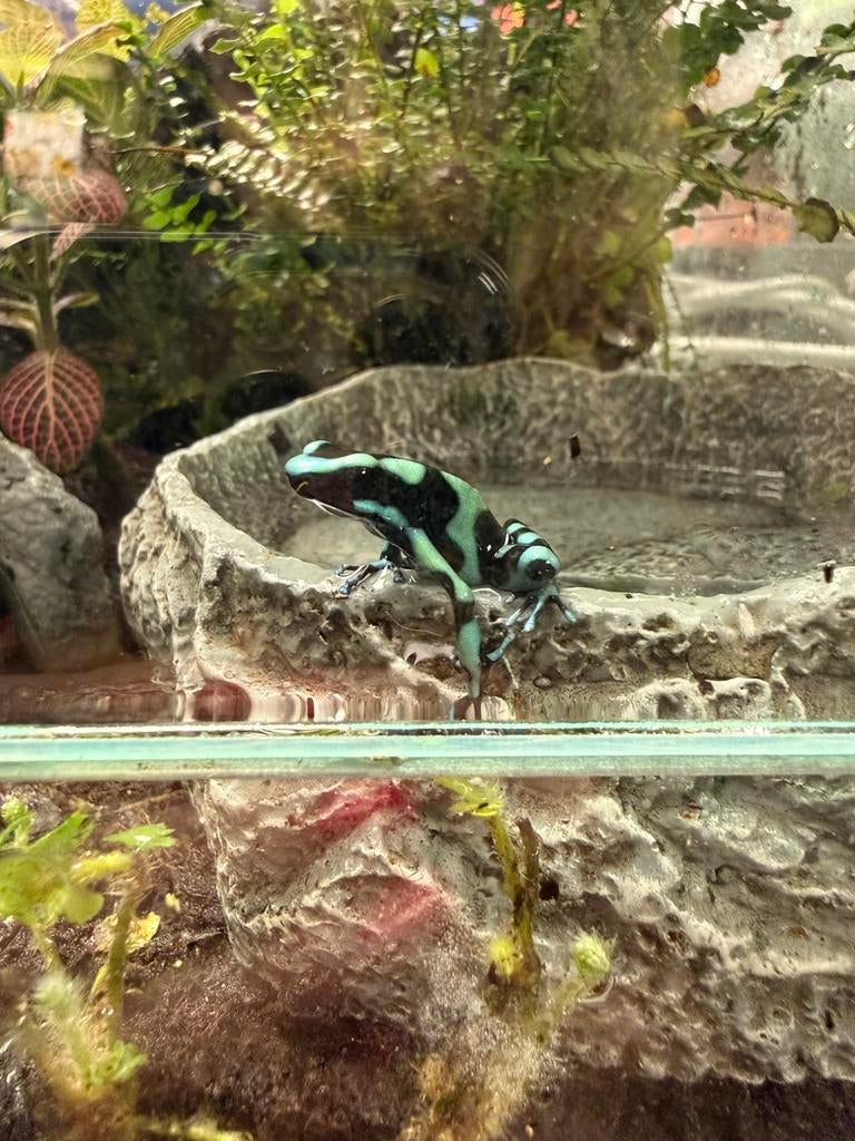 Dendrobates Auratus Costa Rica, 0 tot 2 jaar