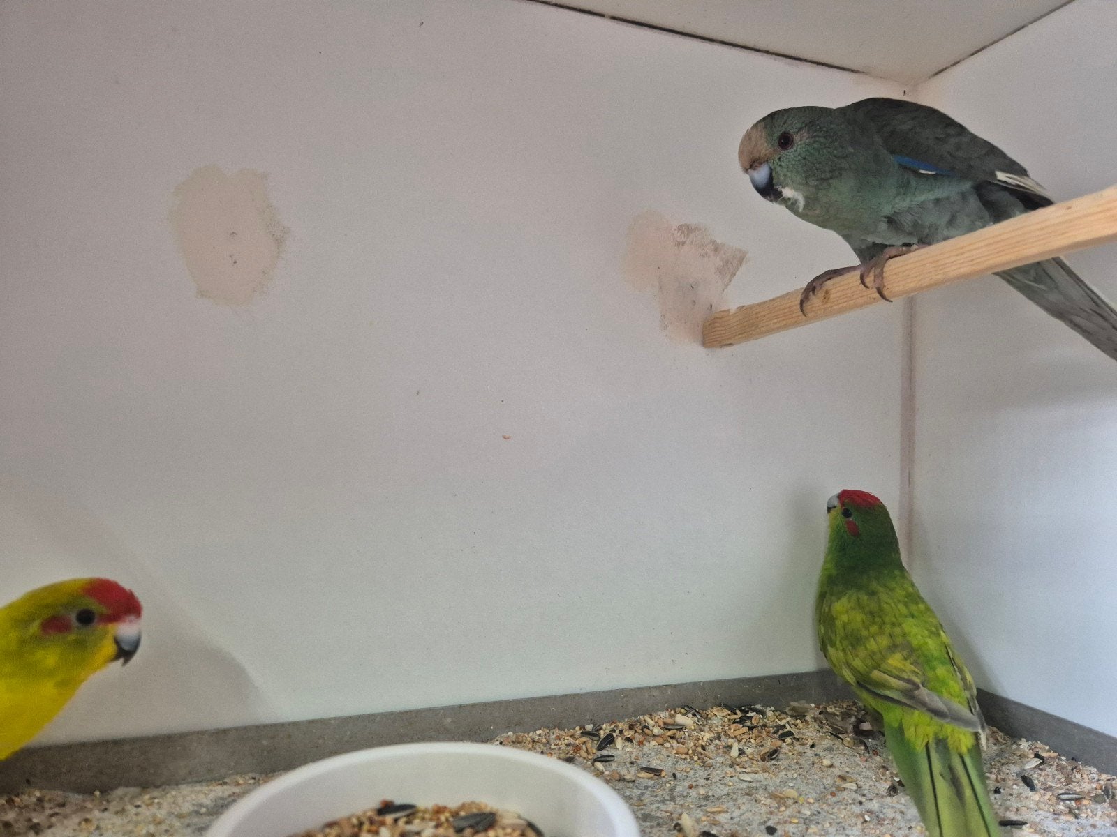 kakariki's poppen en mannen, Meerdere dieren, Geringd