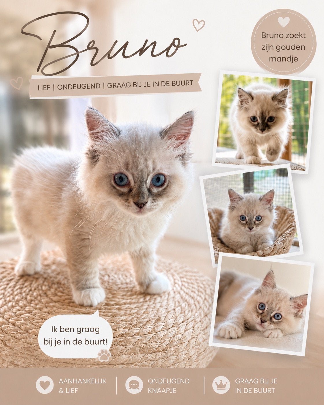 Ragdoll kittens beschikbaar voor adoptie – Greenway Ragdolls, Meerdere dieren, Met stamboom, 0 tot 2 jaar
