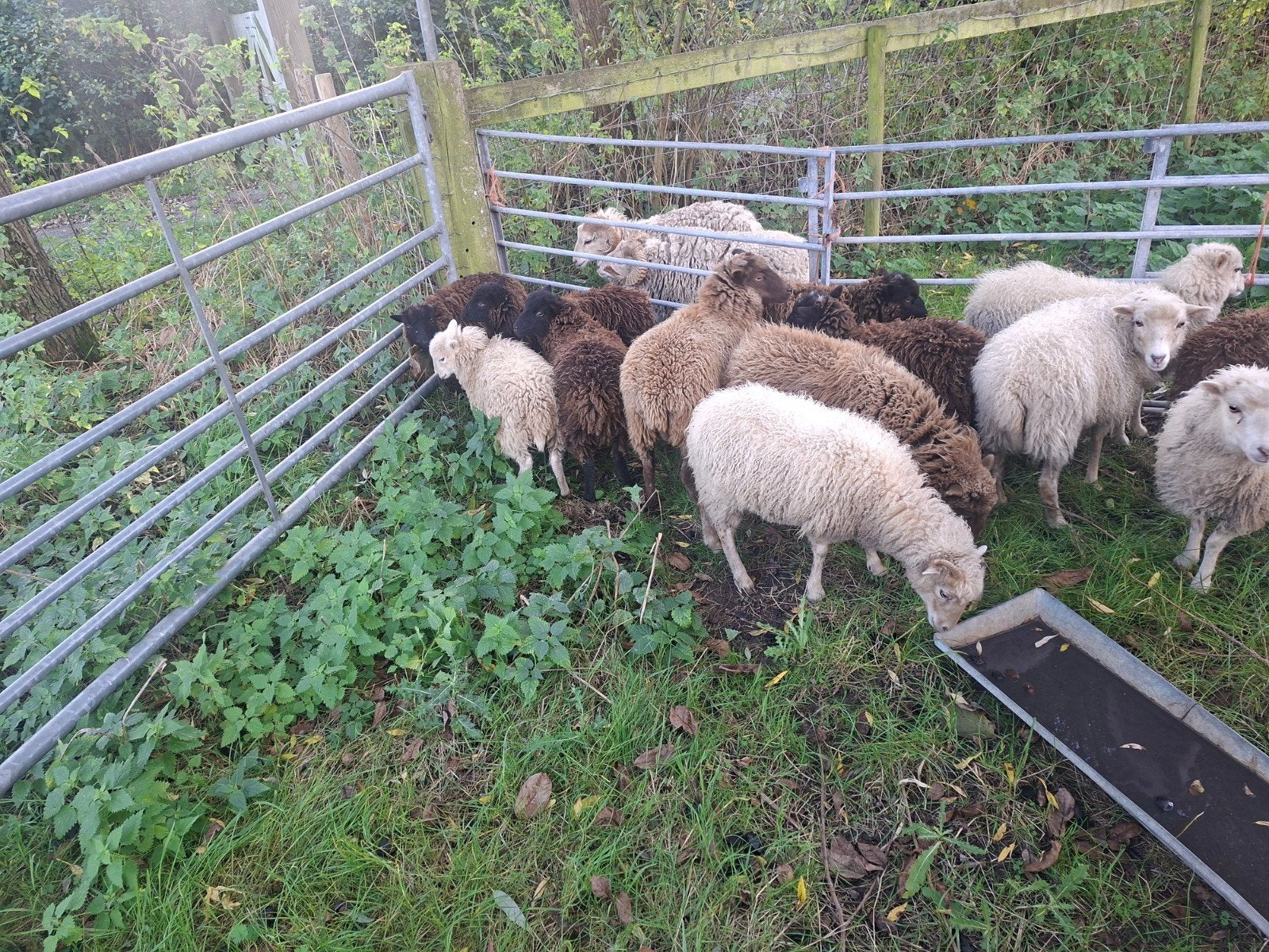 QUSSANT schaapjes ooitjes, Vrouwelijk, Schaap, 0 tot 2 jaar