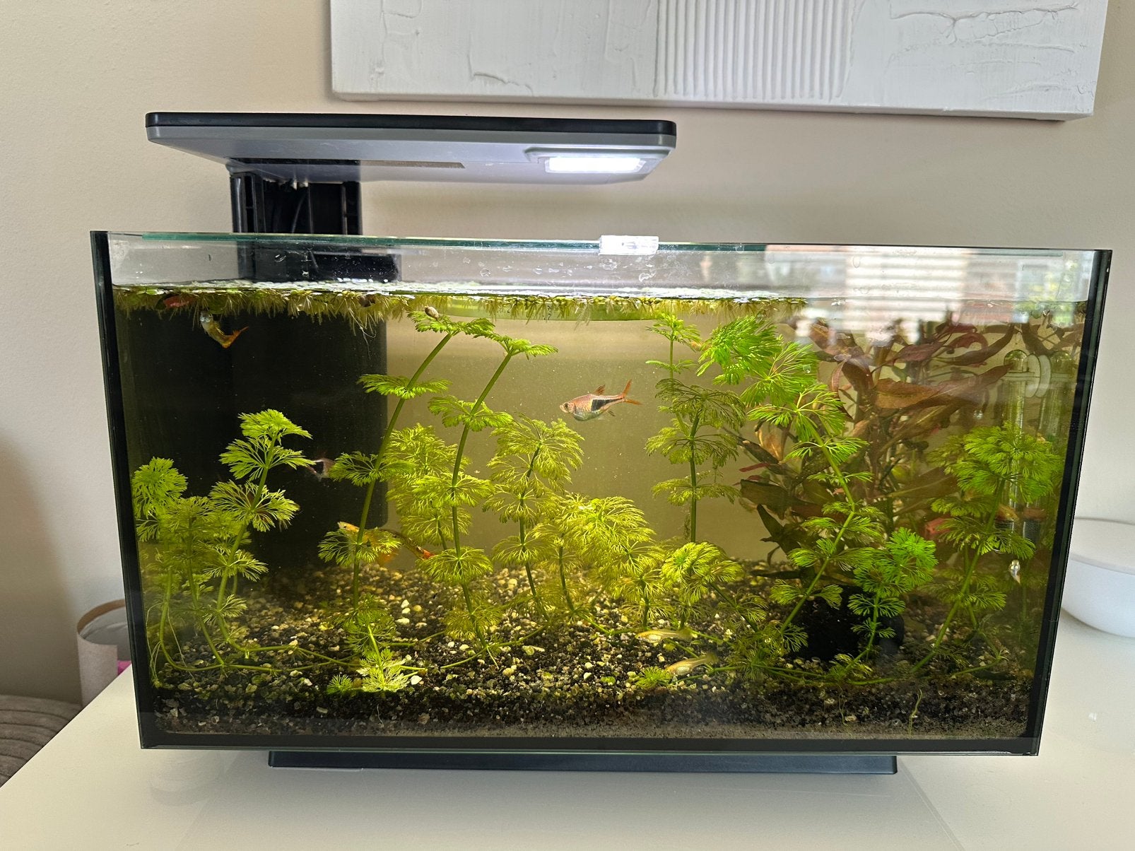 Superfish aquarium met vissen + ledcontrol, Ophalen, Zo goed als nieuw, Gevuld zoetwateraquarium