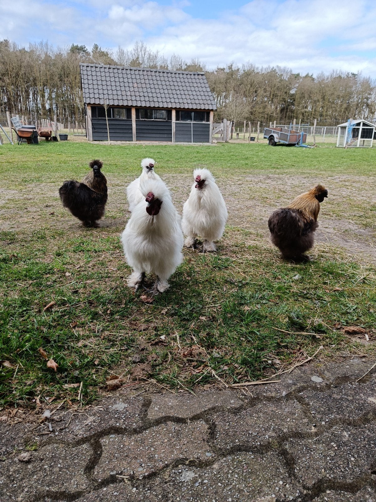 Gratis zijdehoen haantjes, Mannelijk, Kip