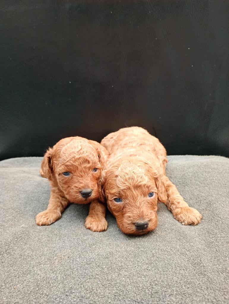 Dwerg poedel, Dieren en Toebehoren, Poedel, België, Particulier, Reu