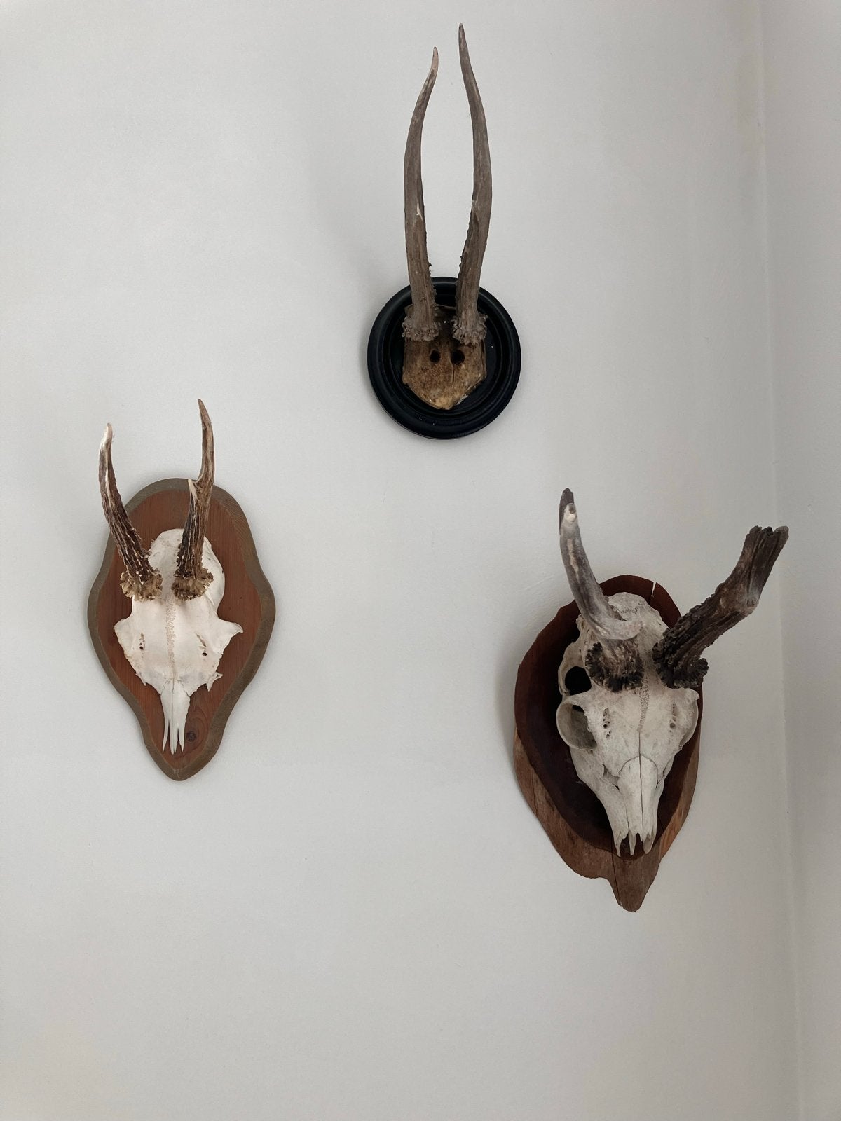Drie Geweitjes op Houten Plaquettes - Decoratieve Jacht Trof, Ophalen of Verzenden