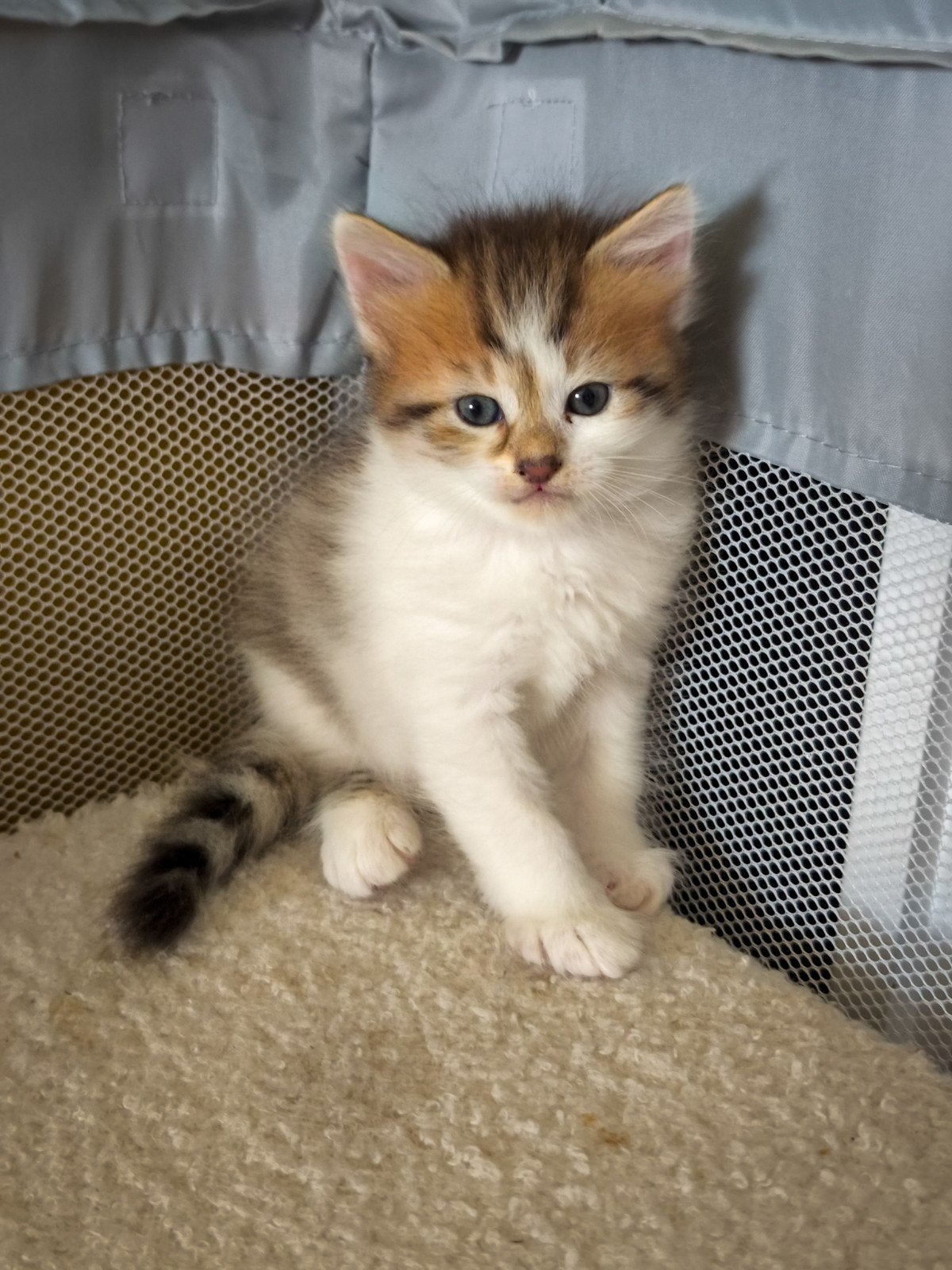 Zeer zeldzame tricolor Siberisch katertje met stamboom, Kater, Met stamboom, 0 tot 2 jaar