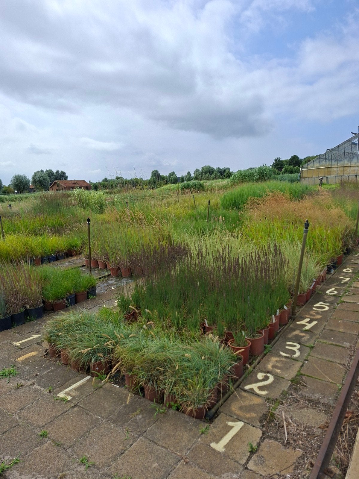 Diverse collectie siergrassen en vaste planten, Tuin en Terras, Planten | Tuinplanten, Ophalen, Vaste plant, Siergrassen, Halfschaduw
