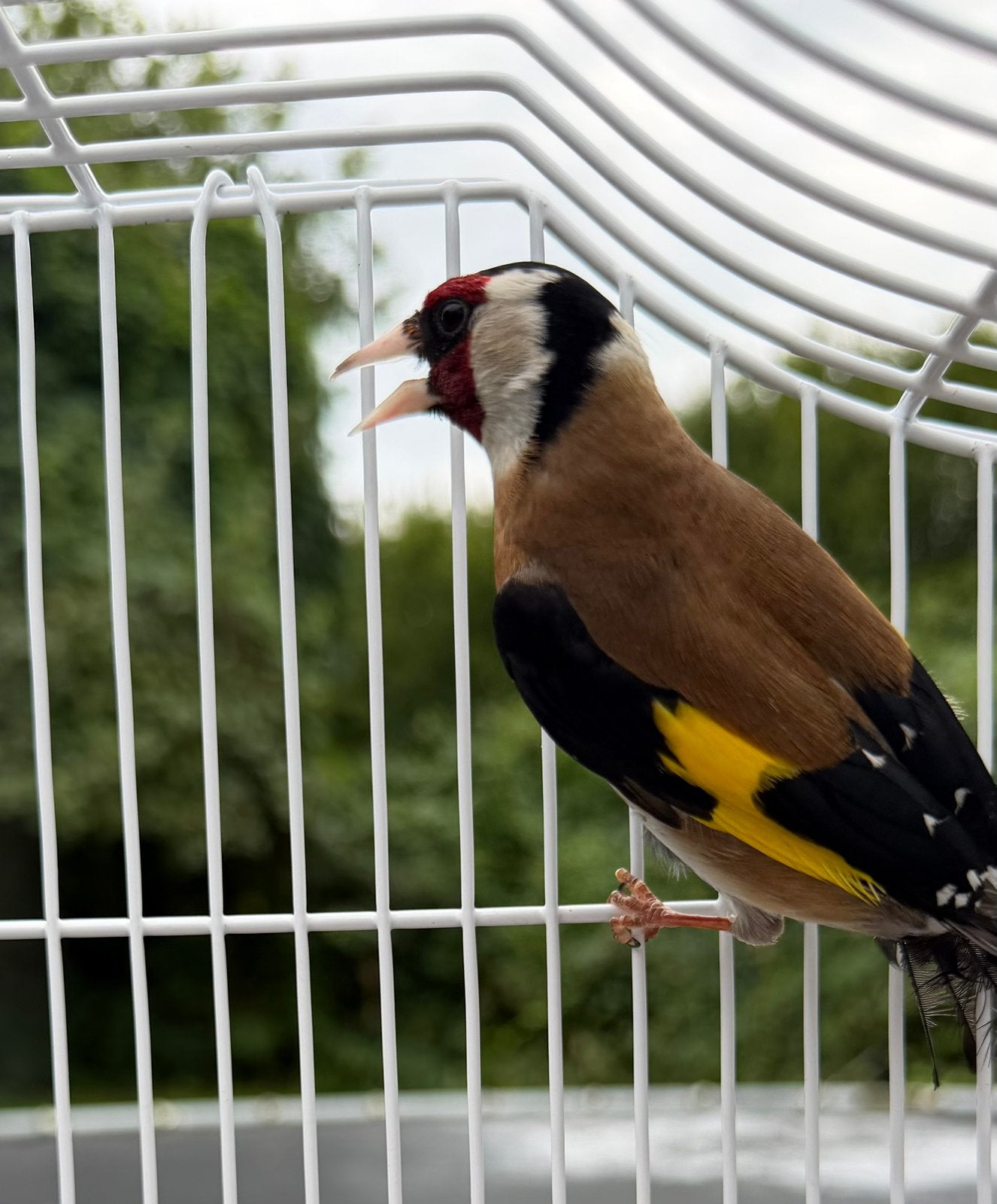 Putter, Dieren en Toebehoren, Mannelijk, Wildzangvogel, Geringd