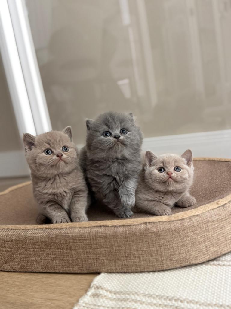 Britse korthaar kittens nog 3 beschikbaar, Meerdere dieren