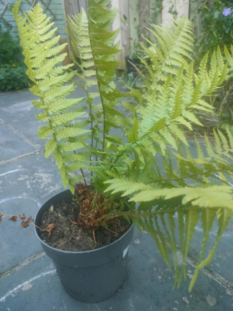Varen, Tuin en Terras, Planten | Tuinplanten, Vaste plant, Varens, Ophalen of Verzenden, Bloeit niet