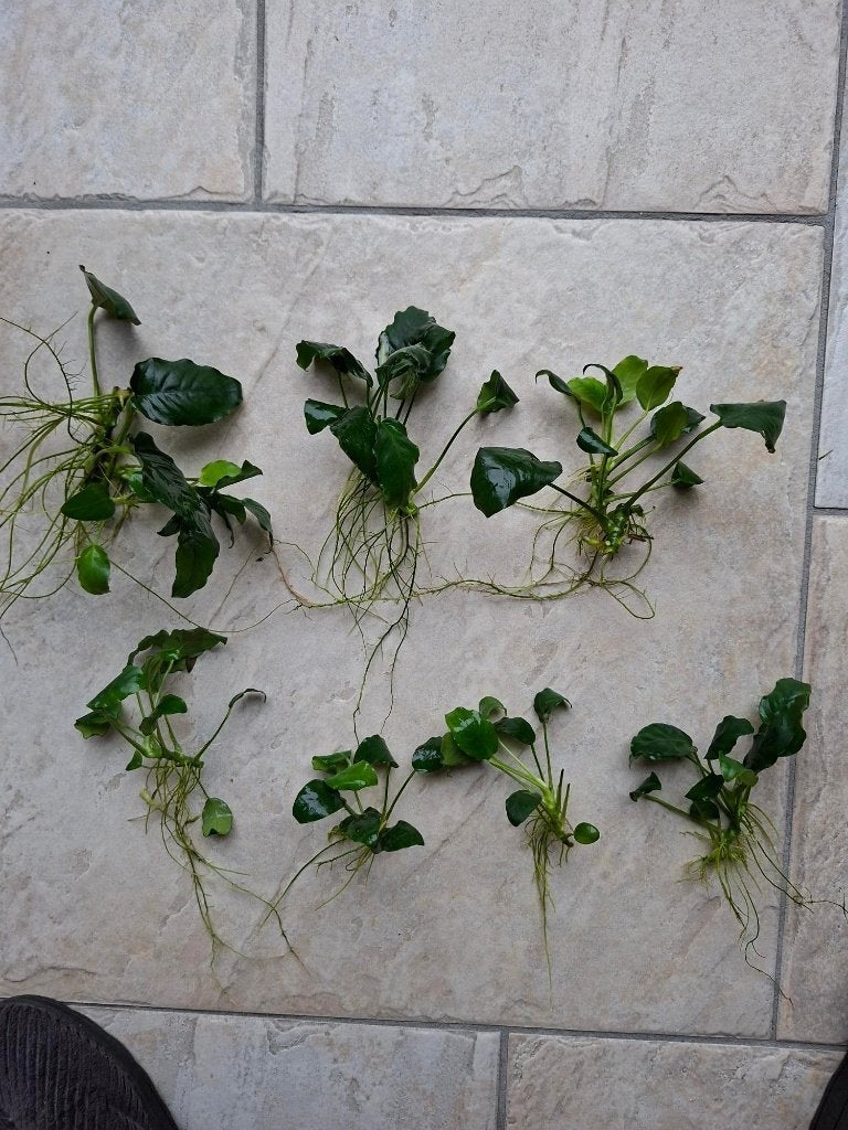 Anubias barteri, aquariumplant voor aquascape, Ophalen of Verzenden, Zo goed als nieuw, Plant(en), Steen of Hout