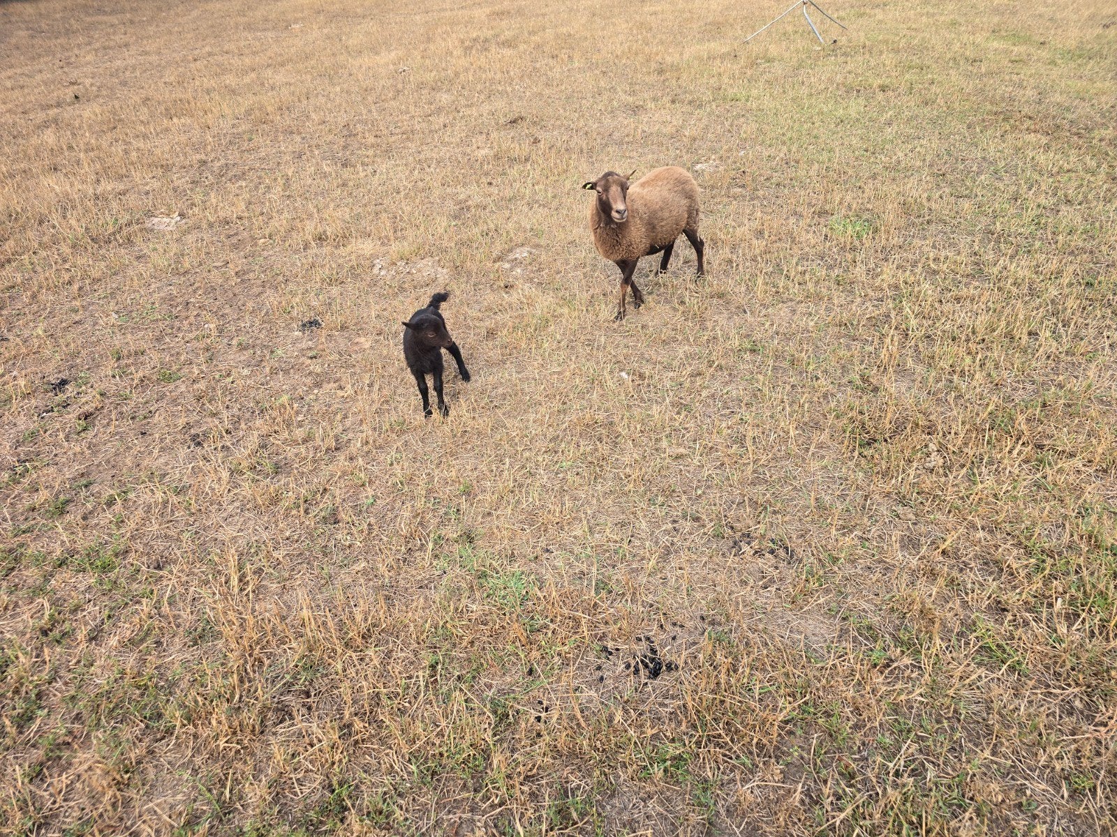 Lief ouessant fleslam, Dieren en Toebehoren, Mannelijk, Schaap