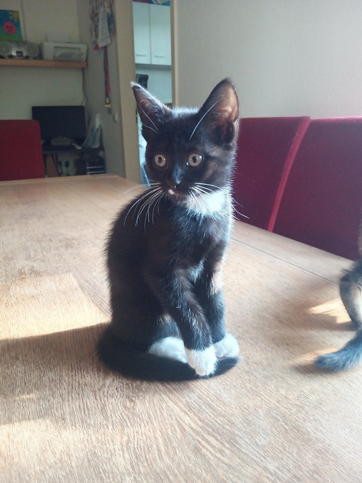 Kittens, Meerdere dieren