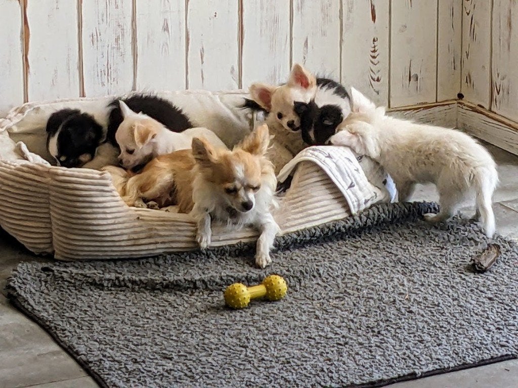 Chihuahua pup, Dieren en Toebehoren, Honden | Chihuahua's en Gezelschapshonden, Parvo, België, Particulier, Reu