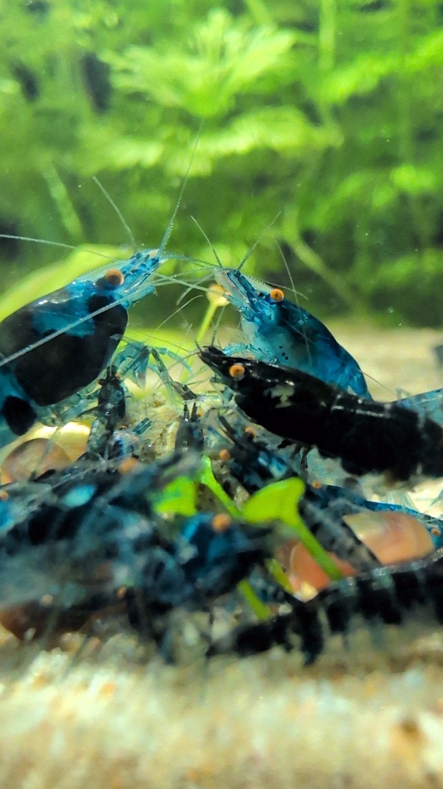 50x neocaridina Blue dream orange eyes, Kreeft, Krab of Garnaal