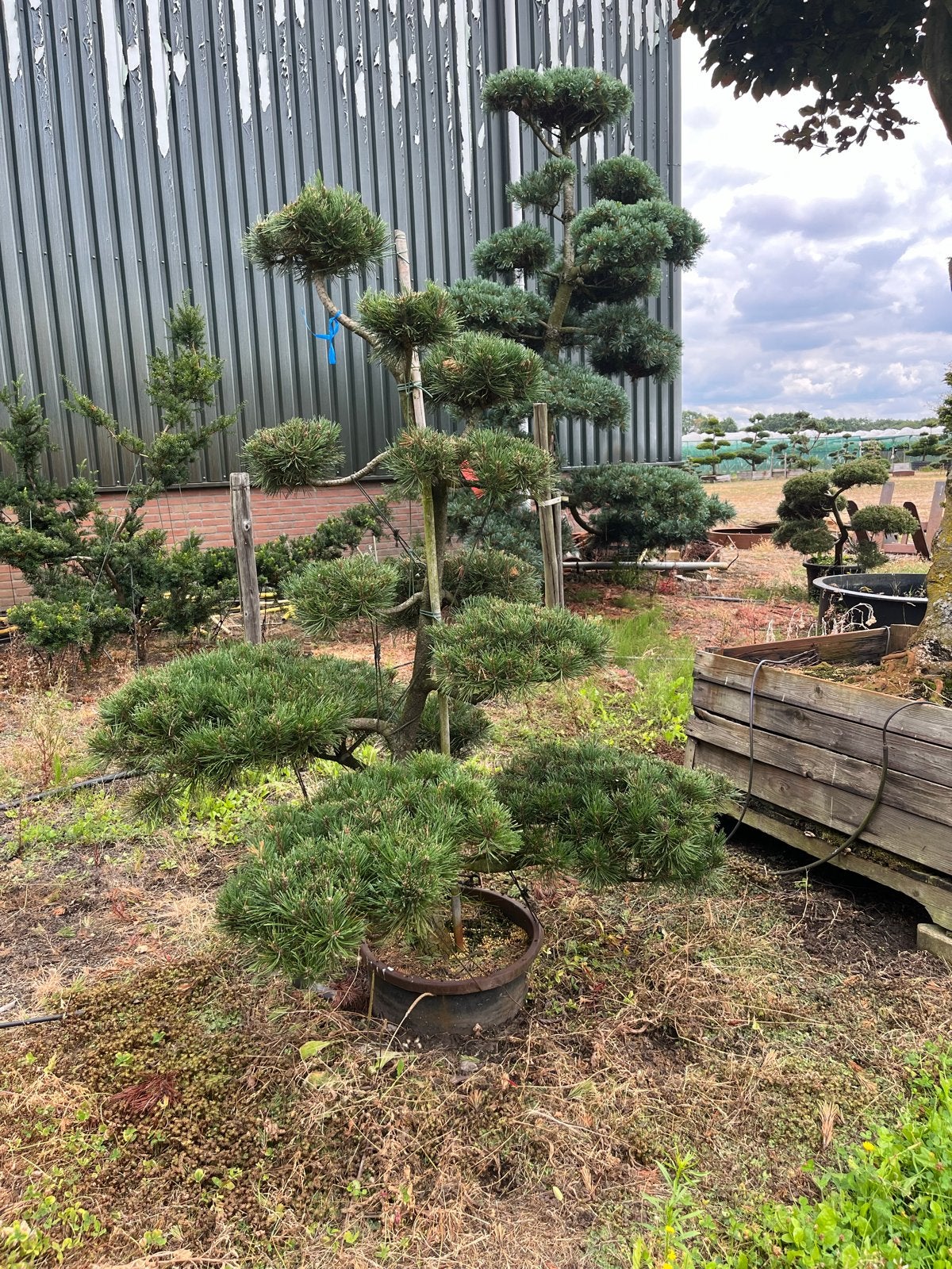 Niwaki Pinus Tuinbonsai - Unieke Japanse Den, Volle zon, Vaste plant, Bloeit niet, Ophalen