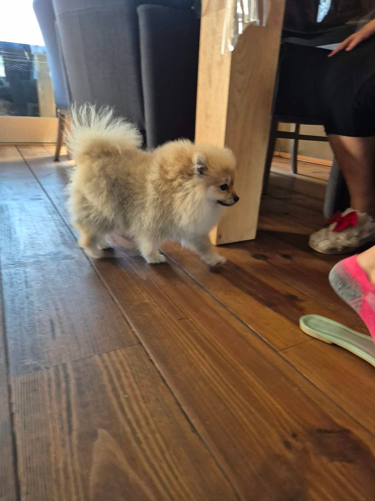Pomeriaan pups, Dieren en Toebehoren, Honden | Chihuahua's en Gezelschapshonden, Particulier, 15 weken tot 1 jaar, Buitenland