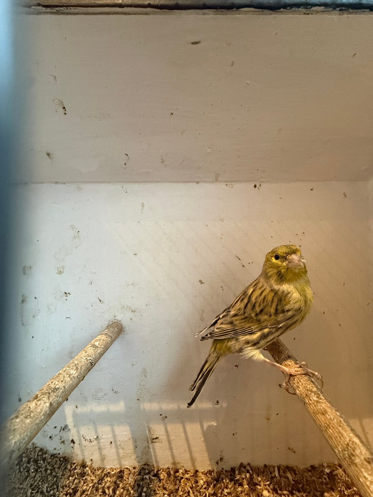 Prachtige geel-groen agaat pop 2026, Dieren en Toebehoren, Vrouwelijk, Kleurkanarie