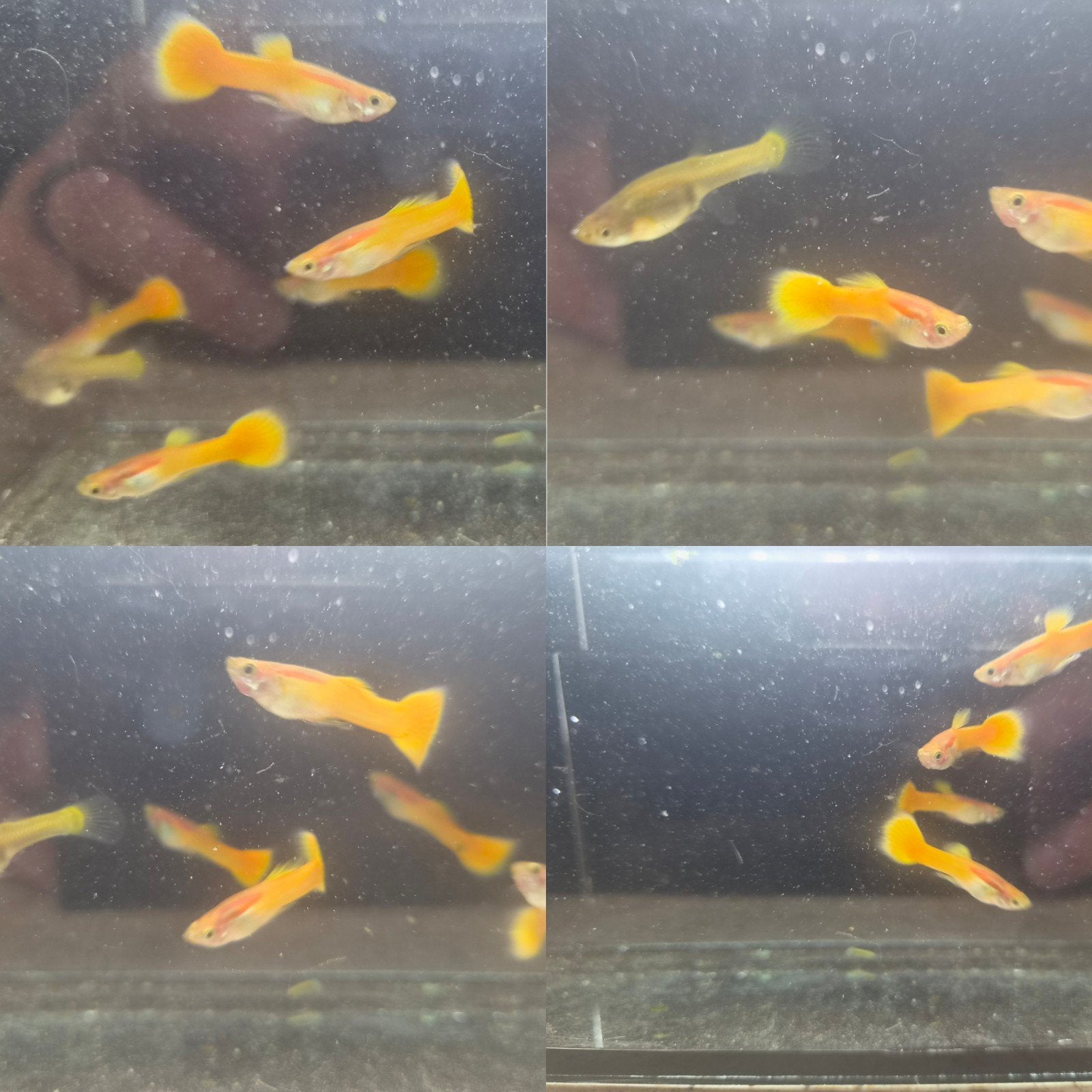 Poecilia Reticulata - Yellow Guppy Cobra Koi - aquarium, Vis, Zoetwatervis