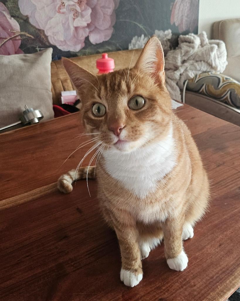 Vermist Rode/ witte kater, Kater, Kortharig, 3 tot 5 jaar