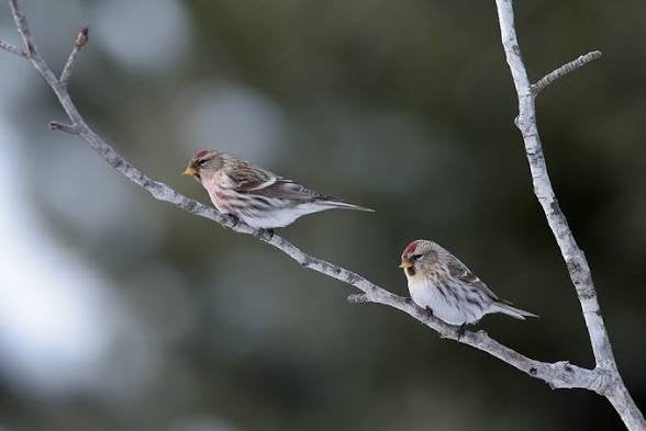 Gezocht 1-2 Grote Barmsijs wildkleur, Dieren en Toebehoren, Vogels | Overige Vogels, Meerdere dieren, Wildzangvogel, Geringd