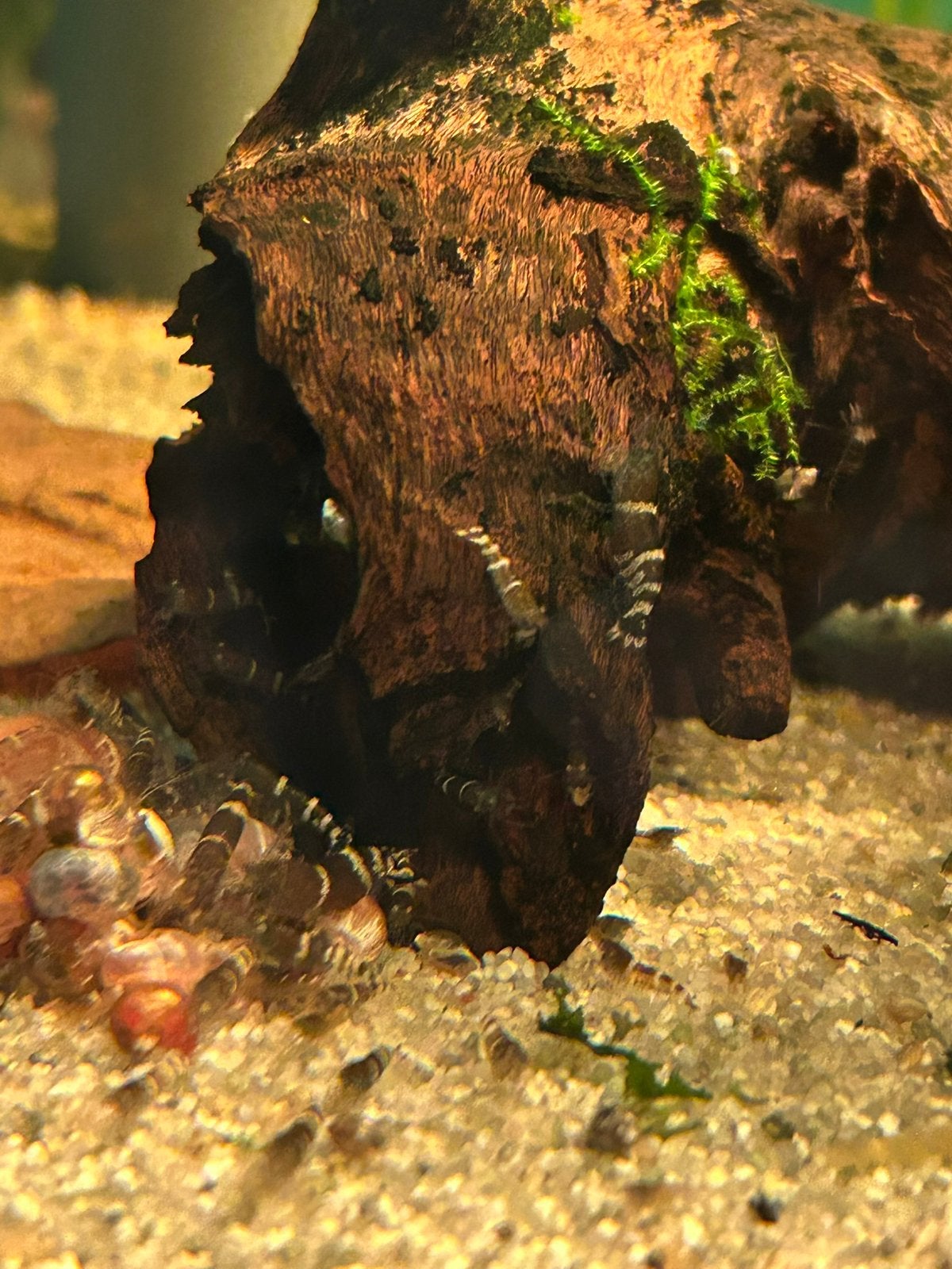 Bleu bee garnalen, Dieren en Toebehoren, Kreeft, Krab of Garnaal, Zoetwatervis, Schoolvis