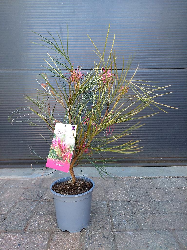 Grevillea Johnsonii - Australische Zilvereik H: 70 cm., Volle zon, Vaste plant, Zomer, Ophalen