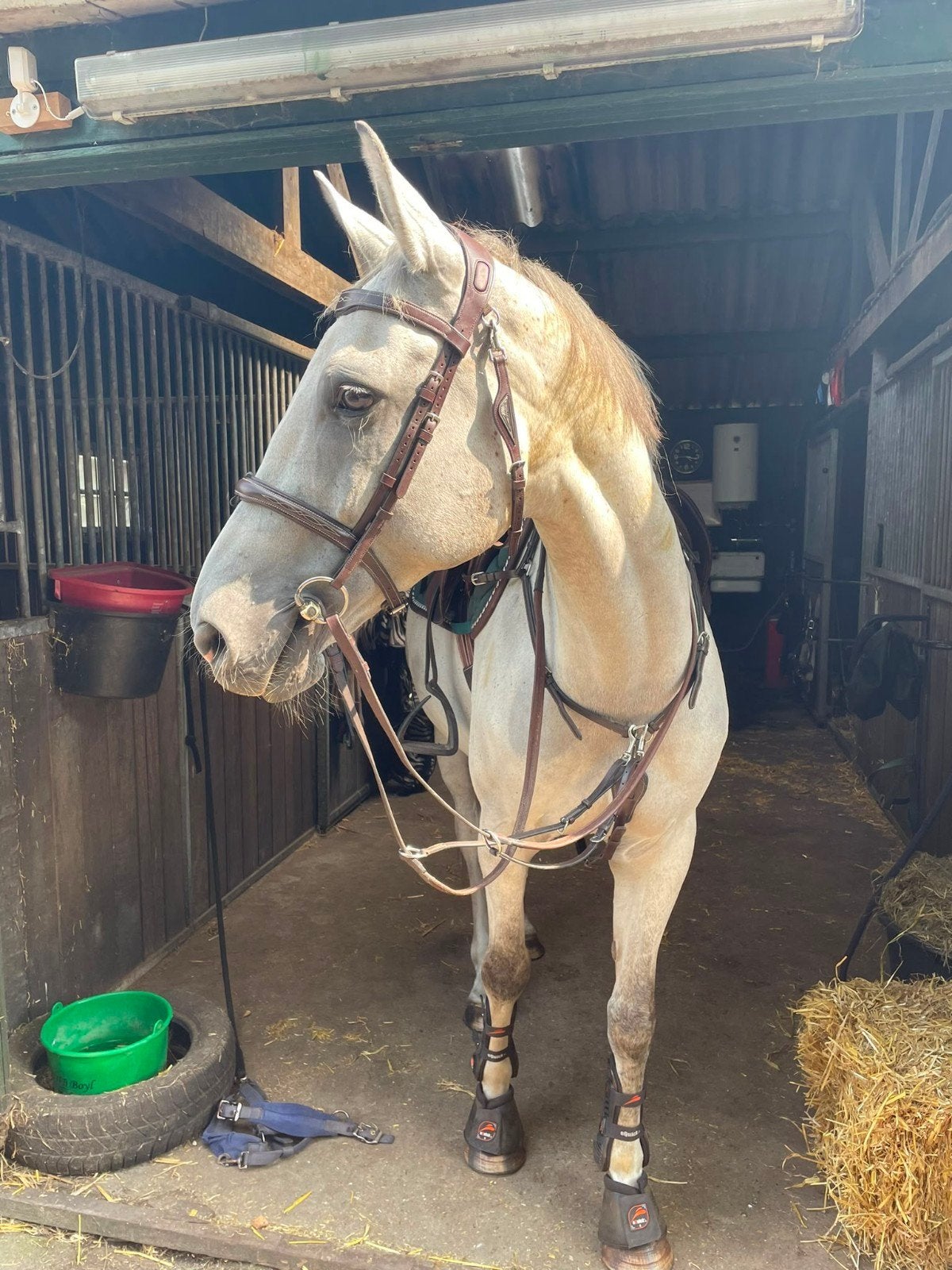 Mooi springpaard, ideaal leerpaard. familiepaard, Dieren en Toebehoren, Springpaard, Met stamboom, Ruin, 160 tot 165 cm
