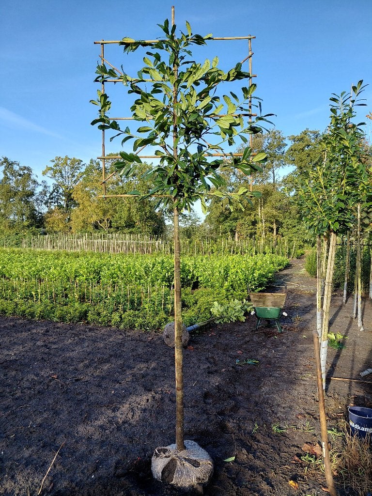 leilaurier stam 190 cm rek 120x120 cm, Ophalen, Leiboom, Halfschaduw, Lente