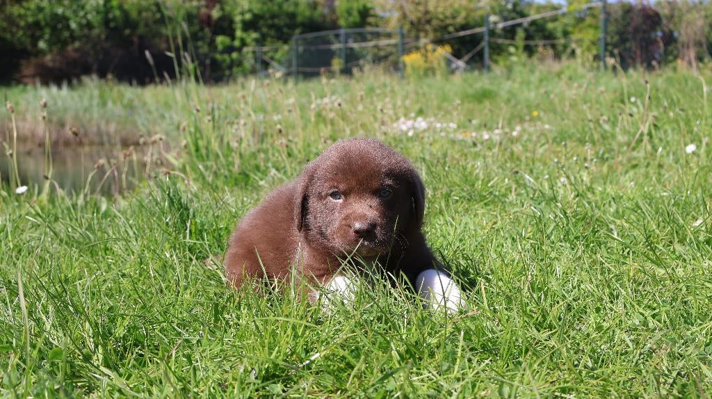 Hele knappe labrador pups te koop, Parvo, Nederland, 8 tot 15 weken, Labrador retriever