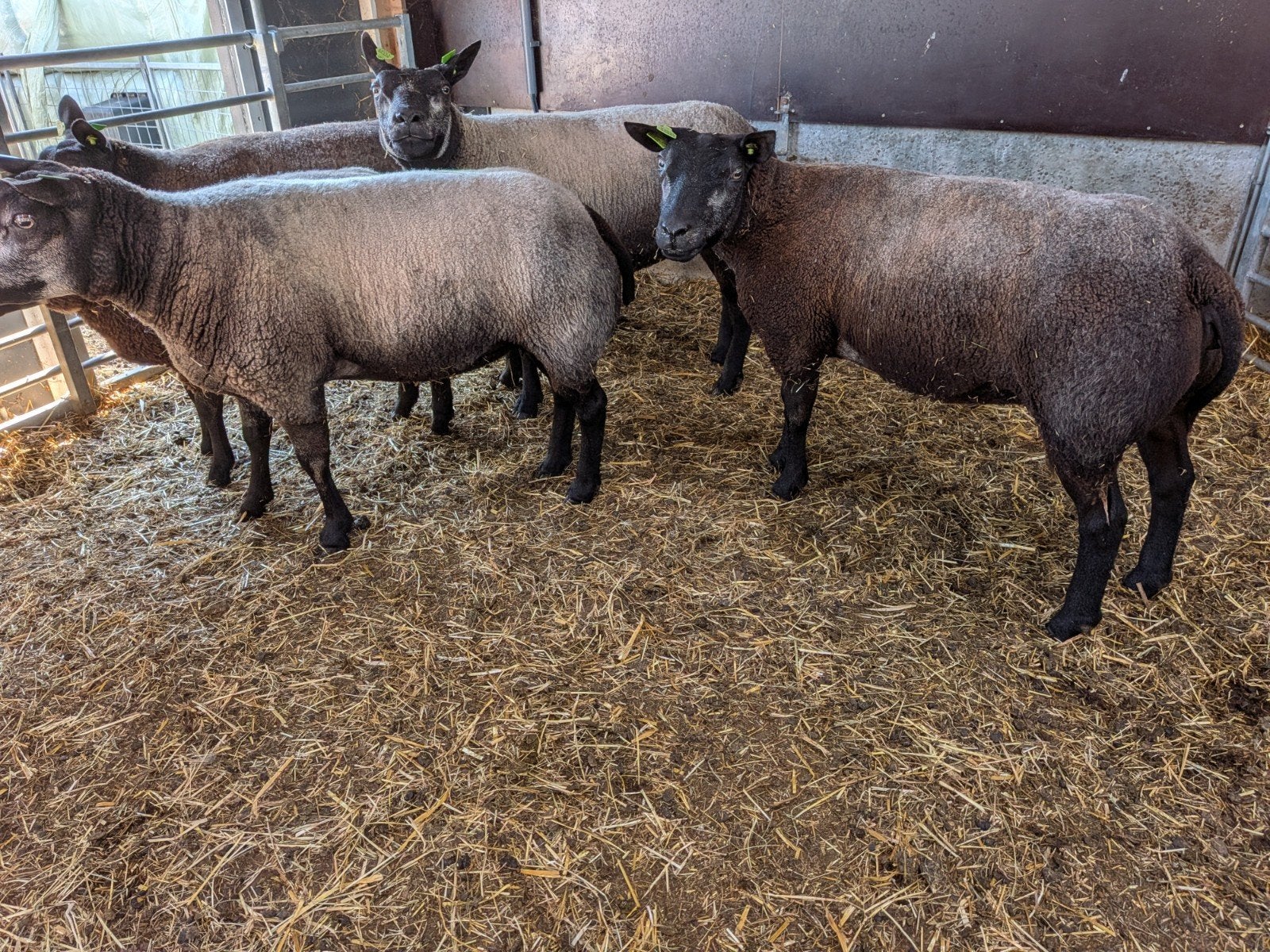 Blauwe Texelaar fokooien ARR/ARR, Vrouwelijk, Schaap